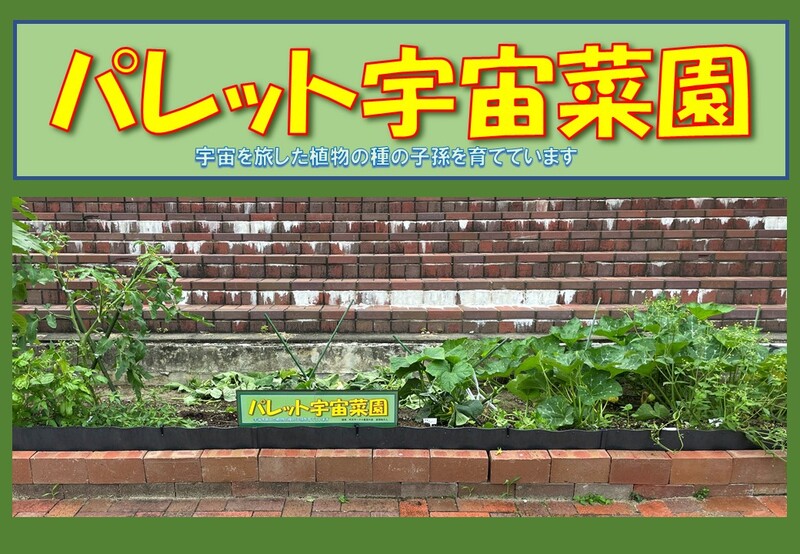 パレット宇宙菜園