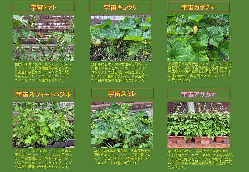 宇宙野菜とその詳細